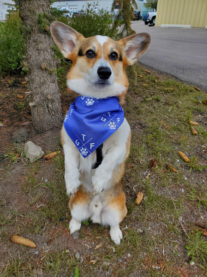 dog bandana, gtf outside, gtfo.