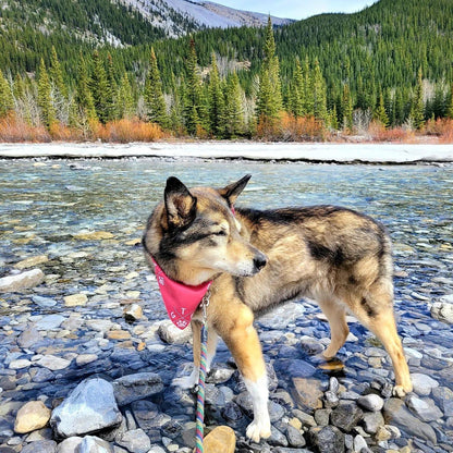 Get The Furry-Friend Outside - Dog Bandanas! More Color Options