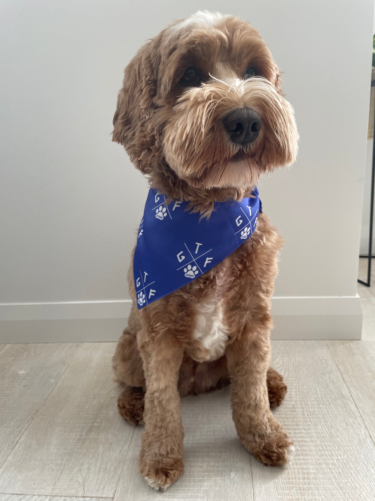 dog bandana