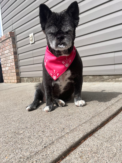 pink dog bandanna. gtf outside. gtfo.